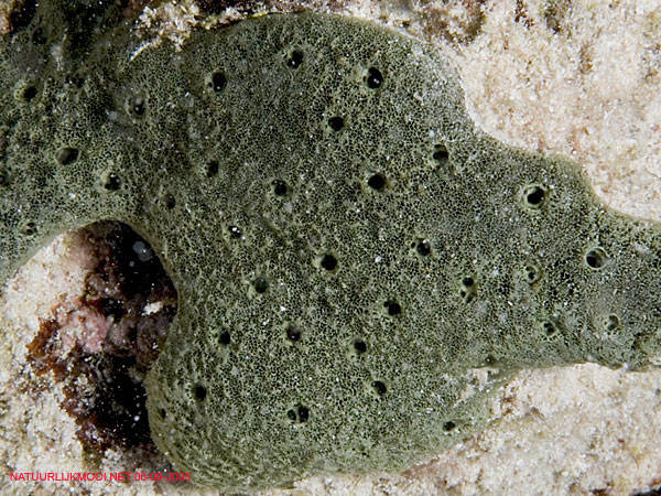 Callyspongia viridis